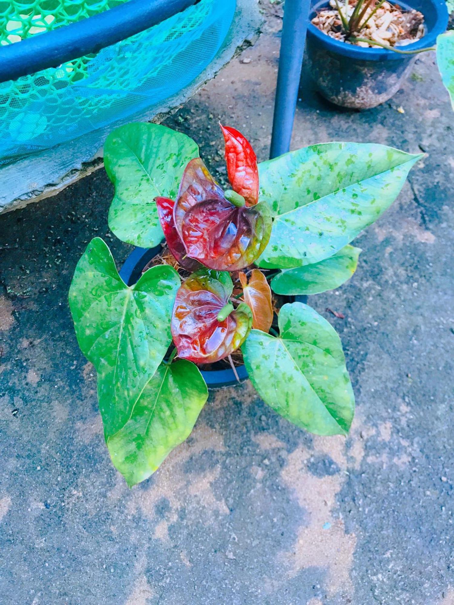 Khongaha * Mirissa